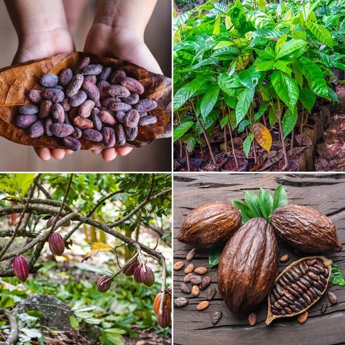 Cocoa seeds cacao - seeds,